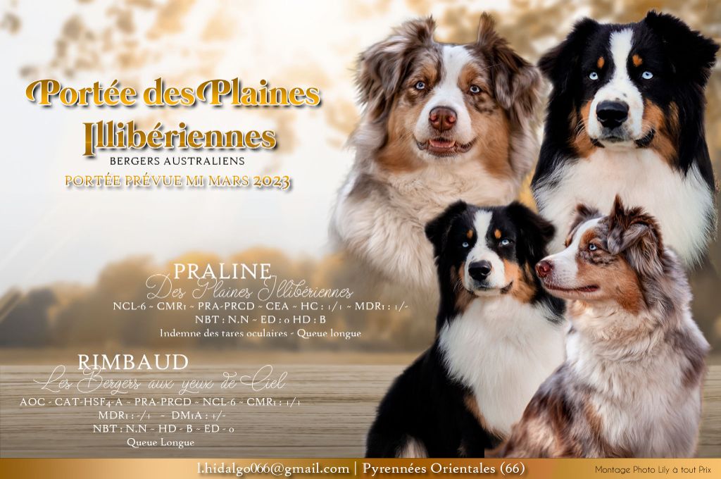 Des Plaines Illiberiennes - Muscade va être grand-mère !