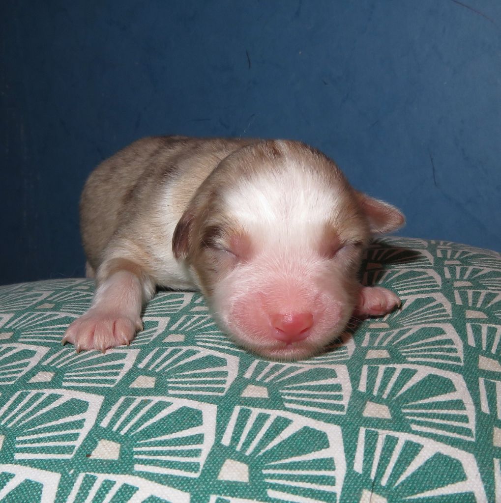 Urania (1er chiot né)