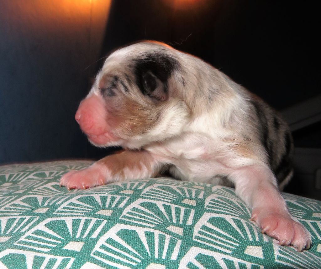 Uxi (3ème chiot)