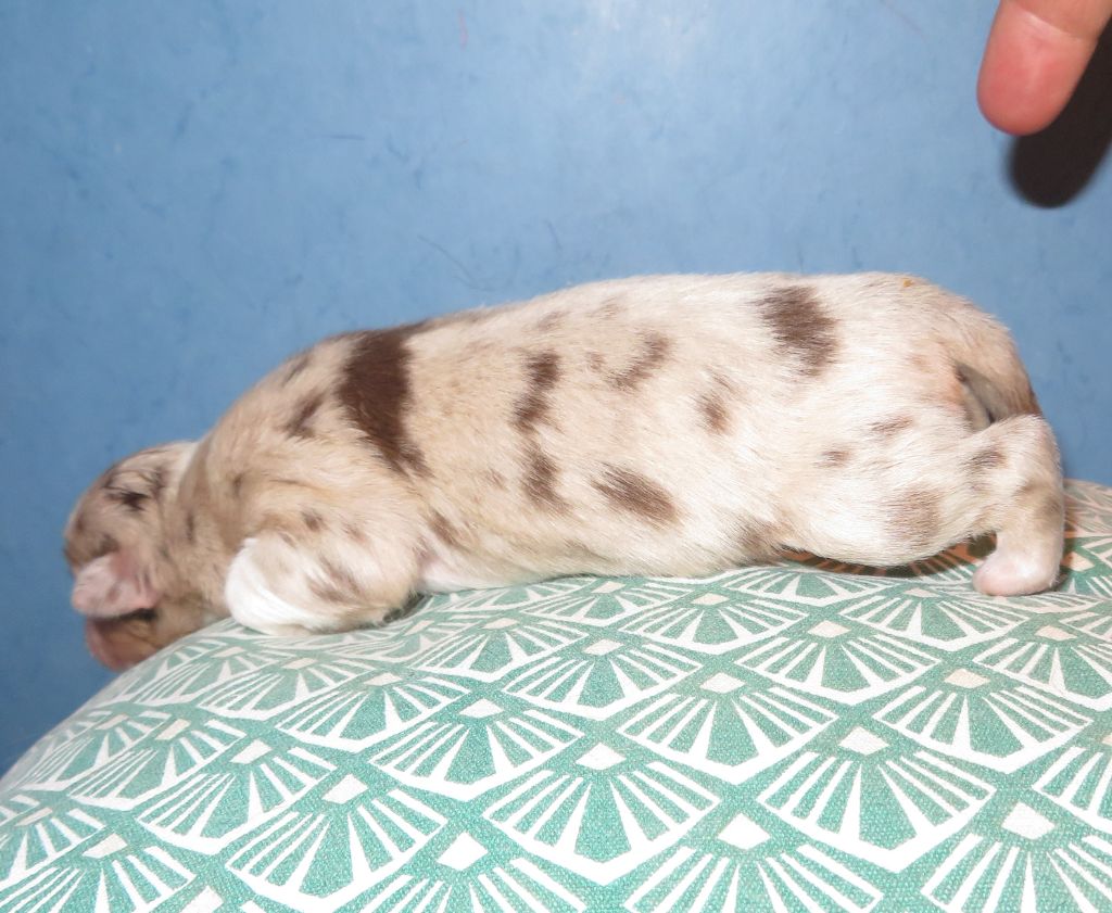 Ulk (4ème chiot)