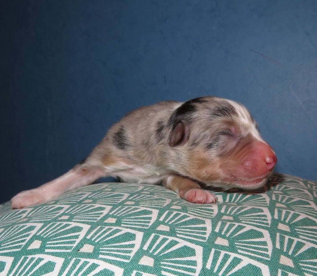 Uranos (5ème chiot)