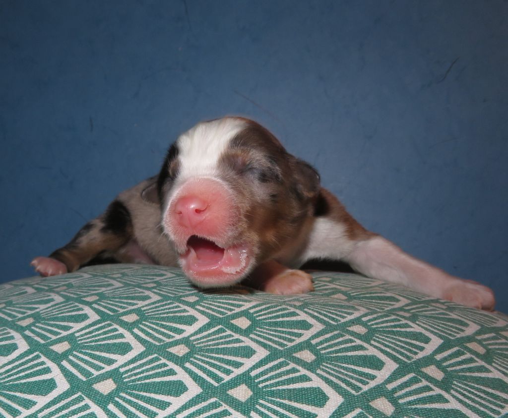 Uhtred (6ème chiot)