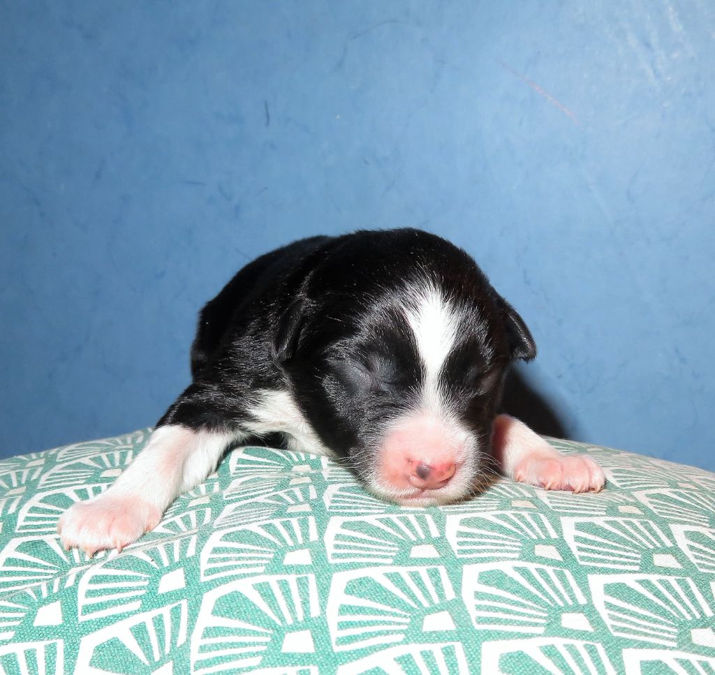 Uline (2ème chiot)