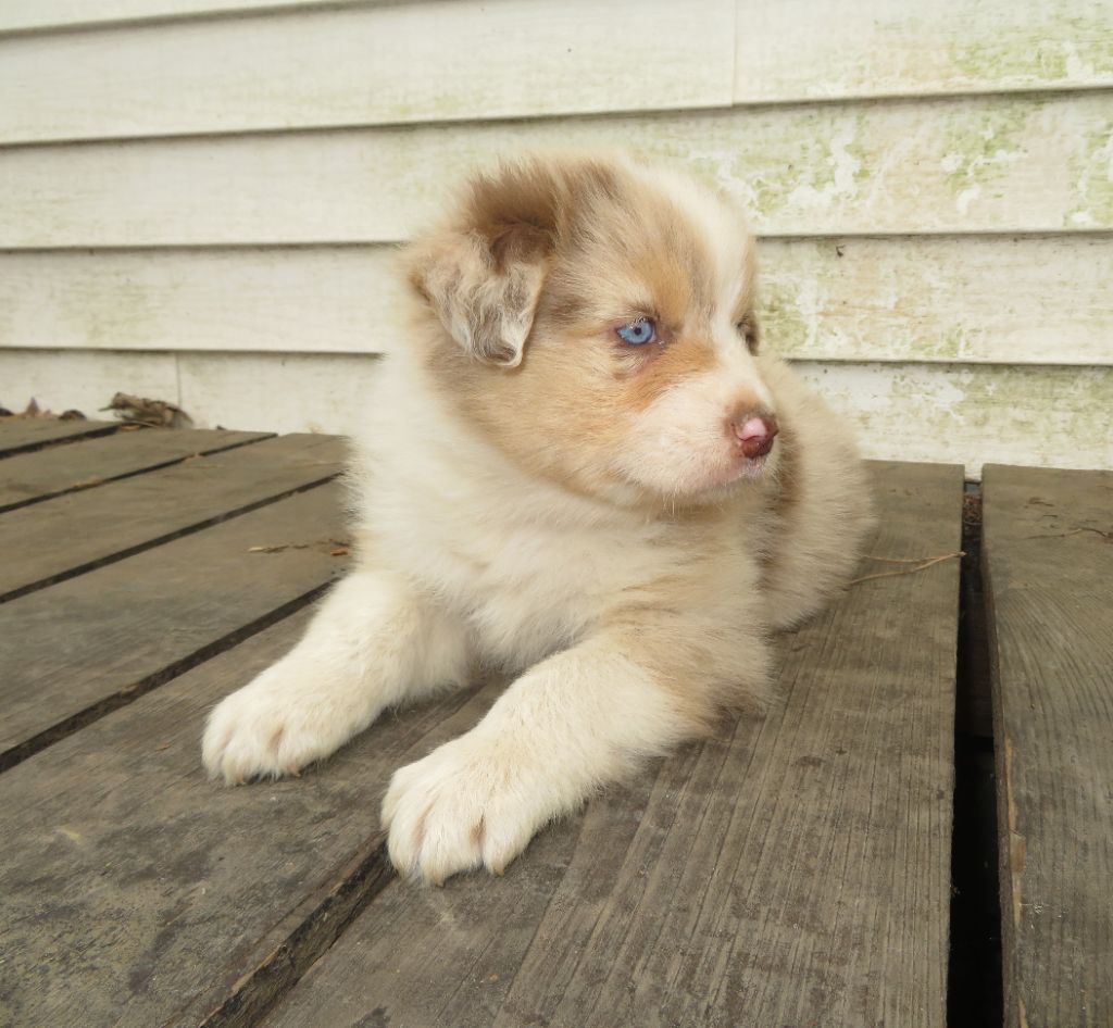 Des Plaines Illiberiennes - Berger Australien - Portée née le 15/03/2023